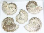 Lot: - Silver Iridescent Ammonites - Pieces #77107-2